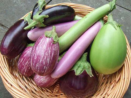 Eggplant of different varieties and types