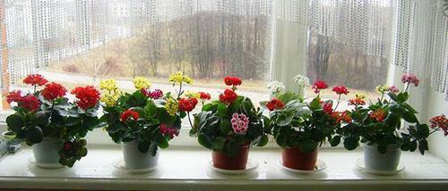 Pencere kenarında Kalanchoe çiçek açar