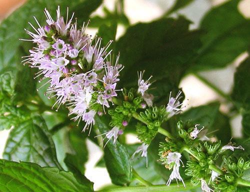 Blooming mint is harvested for harvesting