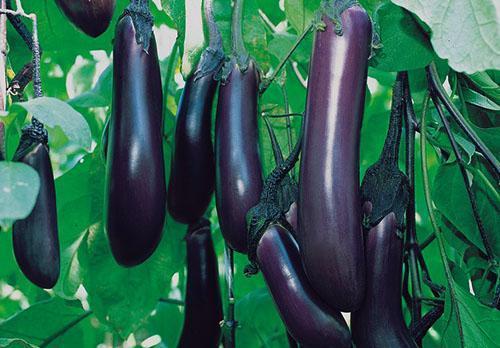 Mange retter tilberedes af aubergine