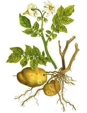 All parts of potatoes are used as a remedy.