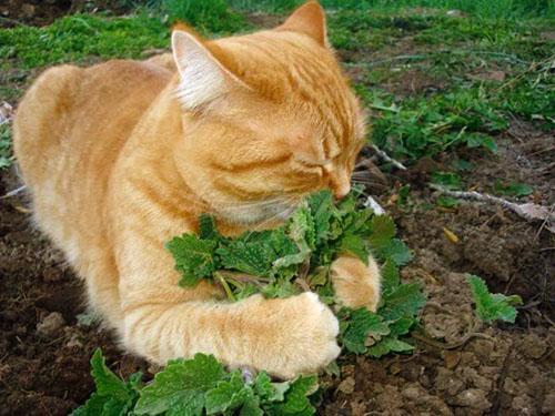 Les chats adorent l'herbe à chat