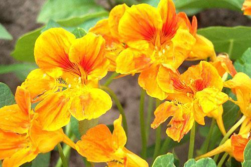 Beautiful and useful nasturtium flowers