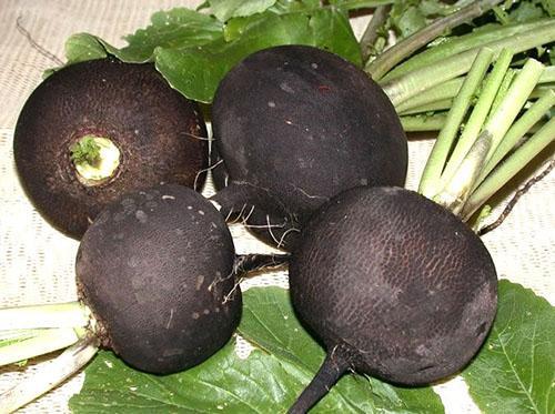 Medicinal properties of black radish