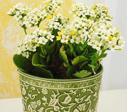 Perfectly matched pot and Kalanchoe flower