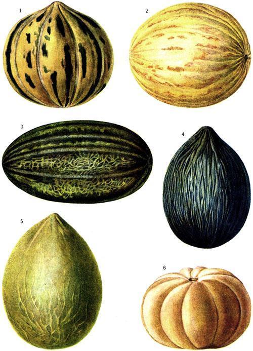 Populära sorter av meloner