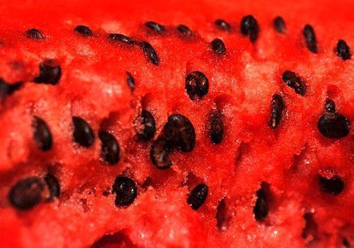 Vattenmelonfrön har helande egenskaper
