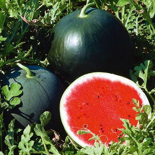 Söta saftiga vattenmeloner i Sibirien