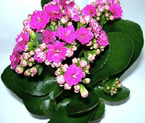 Kalanchoe inflorescences come in a variety of colors