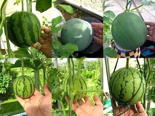Hur man odlar vattenmeloner