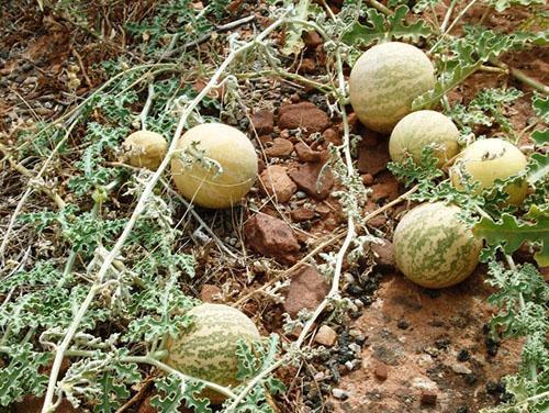 Vilda vattenmeloner växer i dalarna i Botswana