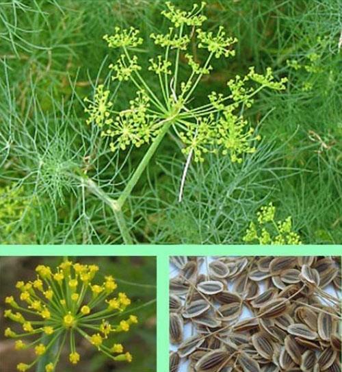 Semená kôpru obsahujú veľa mikroelementov a bioaktívnych látok