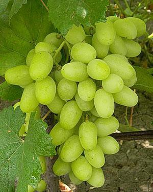 Đurđevak grožđe