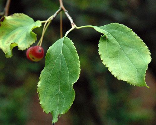 Epleblad brukes til bronkial sykdom