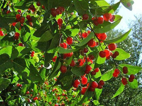 Non-edible honeysuckle berries