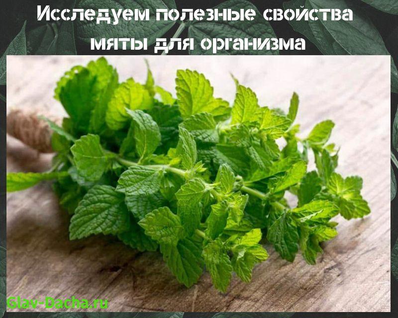 beneficial properties of mint
