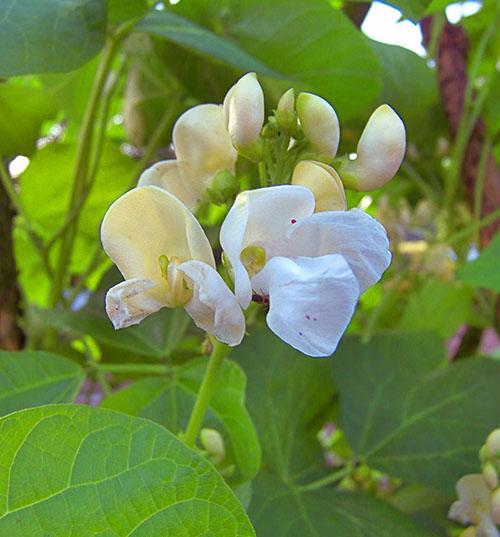 Biele ozdobné kvety fazule