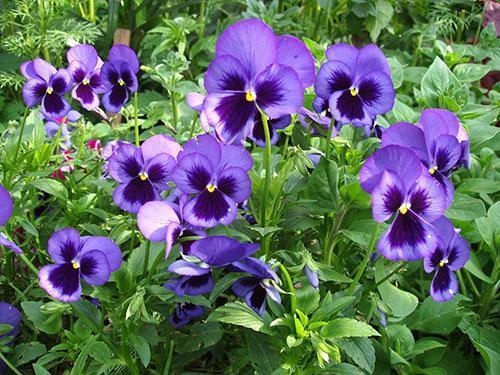 Viola có mùi trong bồn hoa