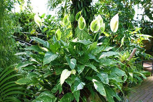 Spathiphyllum blooms in the winter garden, pleasing the eyes