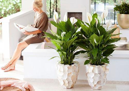 Spathiphyllum flower is called female happiness