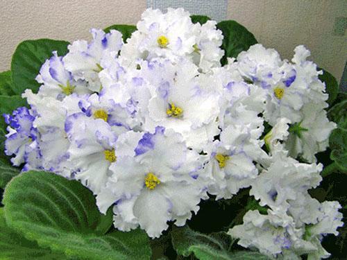 Violet en fleurs - un indicateur d'une famille en bonne santé