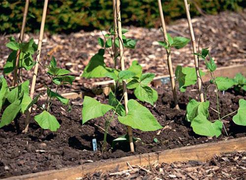 For growing beans, choose light beds