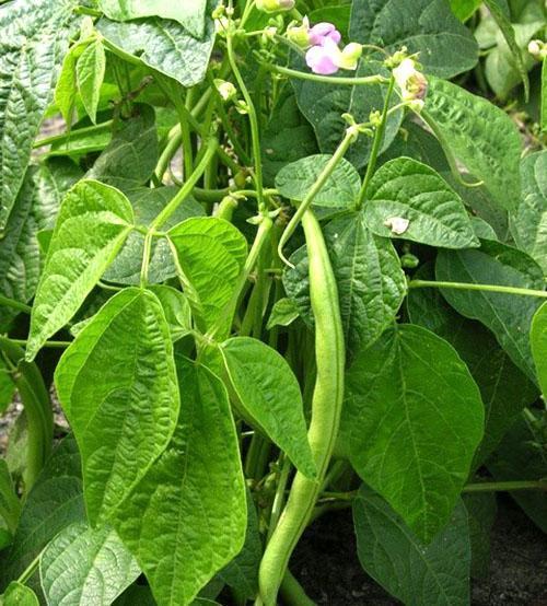 Obični grah (Phaseolus vulgaris)