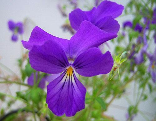 Den hornade violetten växer på väl upplysta platser