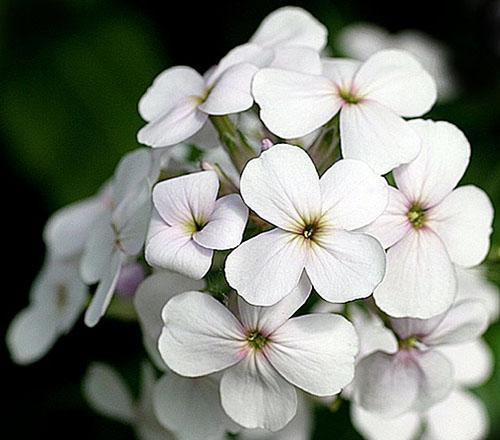 Hesperis - hvid violet