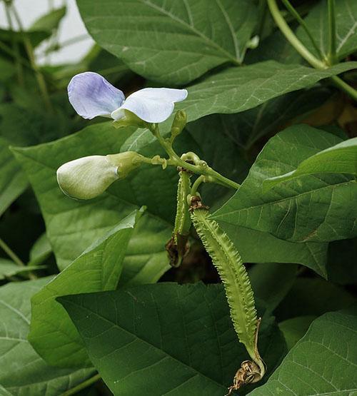 Winged beans (Psophocarpus tetragonolobus