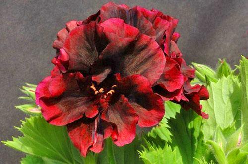 Multi-color petals - the difference between pelargonium and other flowers