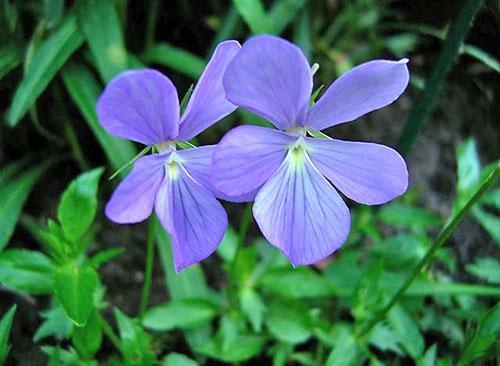Planta perene - violeta com chifres