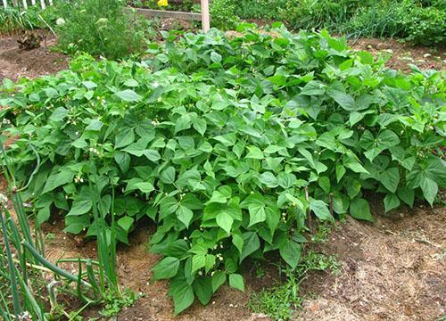 Tanto o feijão como o feijão são cultivados nos canteiros do jardim.