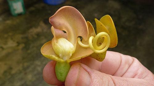 Flores de feijão caracal incomuns