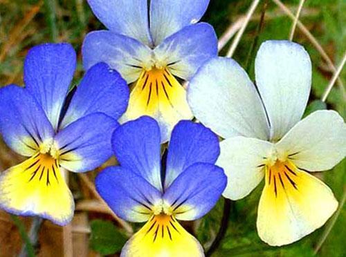 Những bông hoa violet mỏng manh của Wittrock
