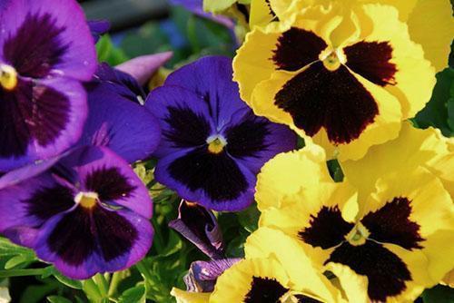 Zarte schöne Blume - dreifarbiges Violett