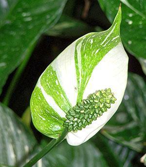 Sự ra hoa ban đầu của spathiphyllum