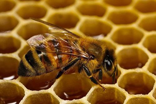 A méhészet a tökültetvények közelében található