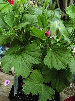 With improper care, pelargonium stops blooming or does not bloom on time