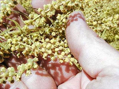 Phấn hoa Ambrosia và cùi dưa hấu có cùng bộ axit amin