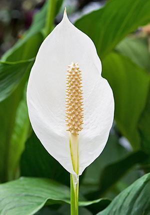 Fleur de spathiphyllum ouverte