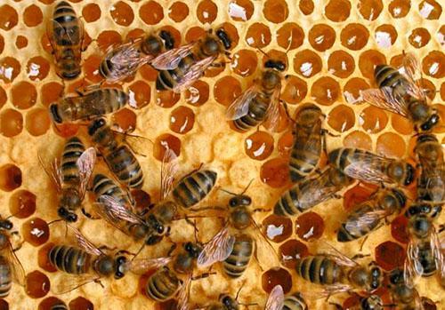 De meest bruikbare honing is honing die door bijen wordt verzameld
