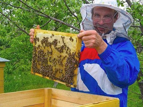 Sbírání medu na včelíně