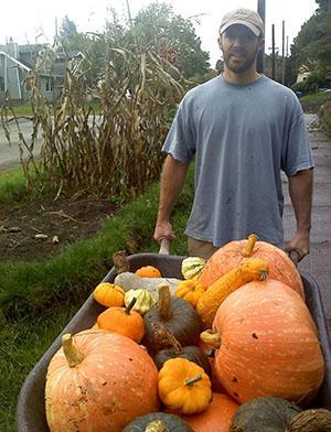 Harvesting pumpkin