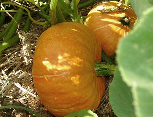 Pumpkin in the beds of the Moscow region