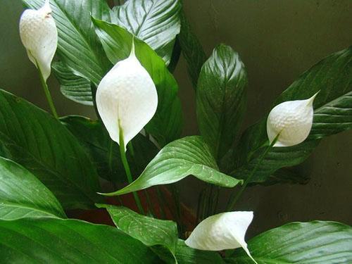 Sağlıklı bir bitkinin beyaz çiçekleri vardır