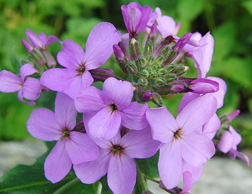 Nuostabi naktinė violetinė gėlė