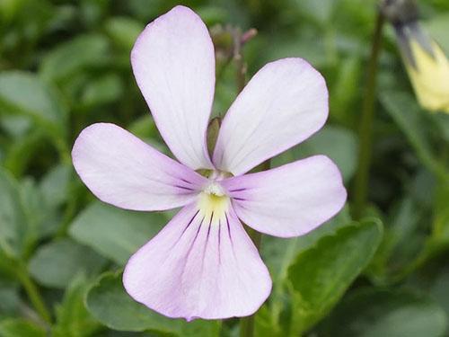 Na natureza, a violeta com chifres floresce em branco, azul, lilás.