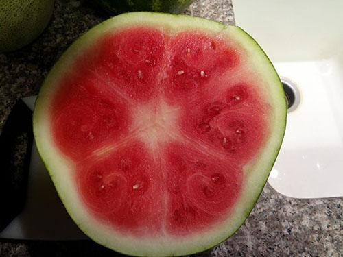 De første vannmelonene viser ofte hvite eller gule striper.