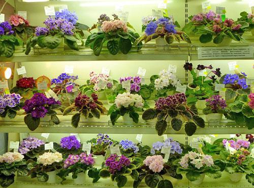 Indoor violets of different varieties